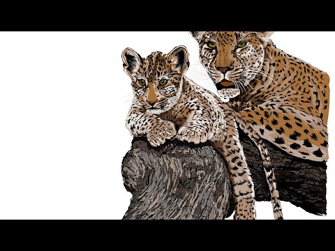 Leopard Drawing speed art in Adobe Illustrator
