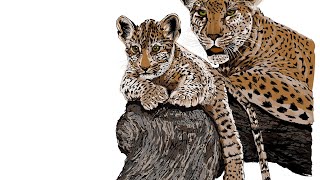 Leopard Drawing speed art in Adobe Illustrator