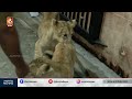 മൃഗശാലയിൽ സിംഹക്കുട്ടികൾക്കൊപ്പം മന്ത്രിയുടെ ‘യുവജന സമ്പർക്കം'' | O. J. Janeesh