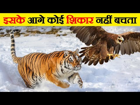 वीडियो: टाइगर दक्षताएं क्या हैं?