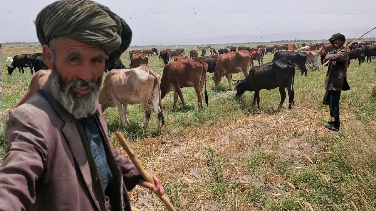 پاده وانی در درقد ( مرز میان افغانستان و تاجیکستان) || Cow guard - border between Tajikistan and Afg