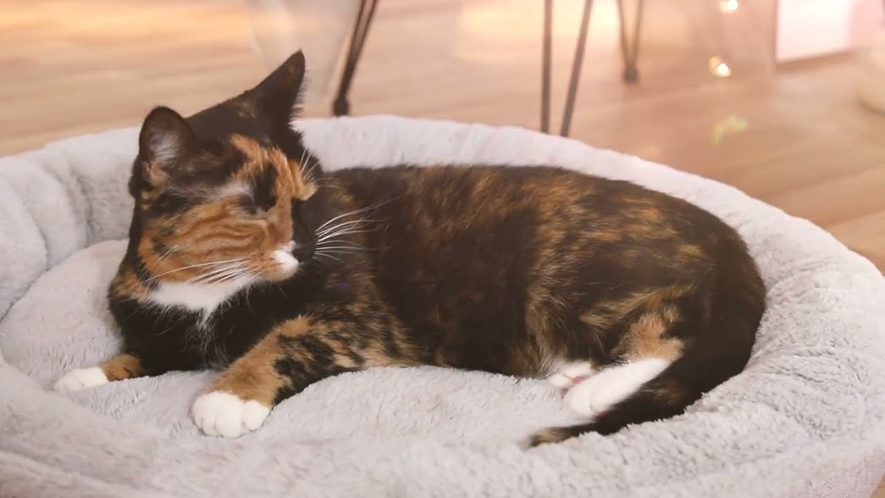 Katzenbett mit Plüsch in Donutform | DB00280-K | lionto