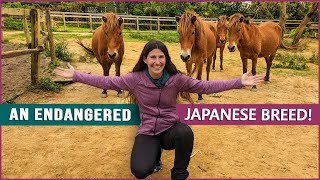 Riding the Miyako Horse (宮古馬) on an Island in Japan! by DiscoverTheHorse 5,370 views 11 months ago 2 minutes, 40 seconds