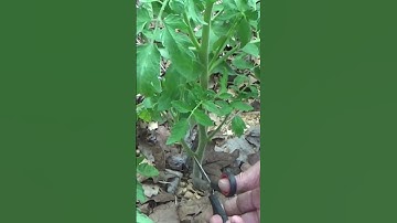 Why you prune out the suckers from your tomato plants #shorts #garden #tomatoes