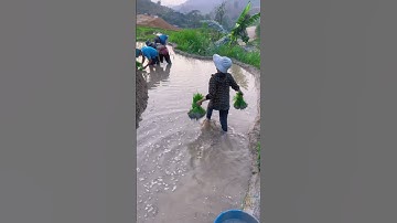 Người vùng cao cấy ruộng bậc thang như nào ?…