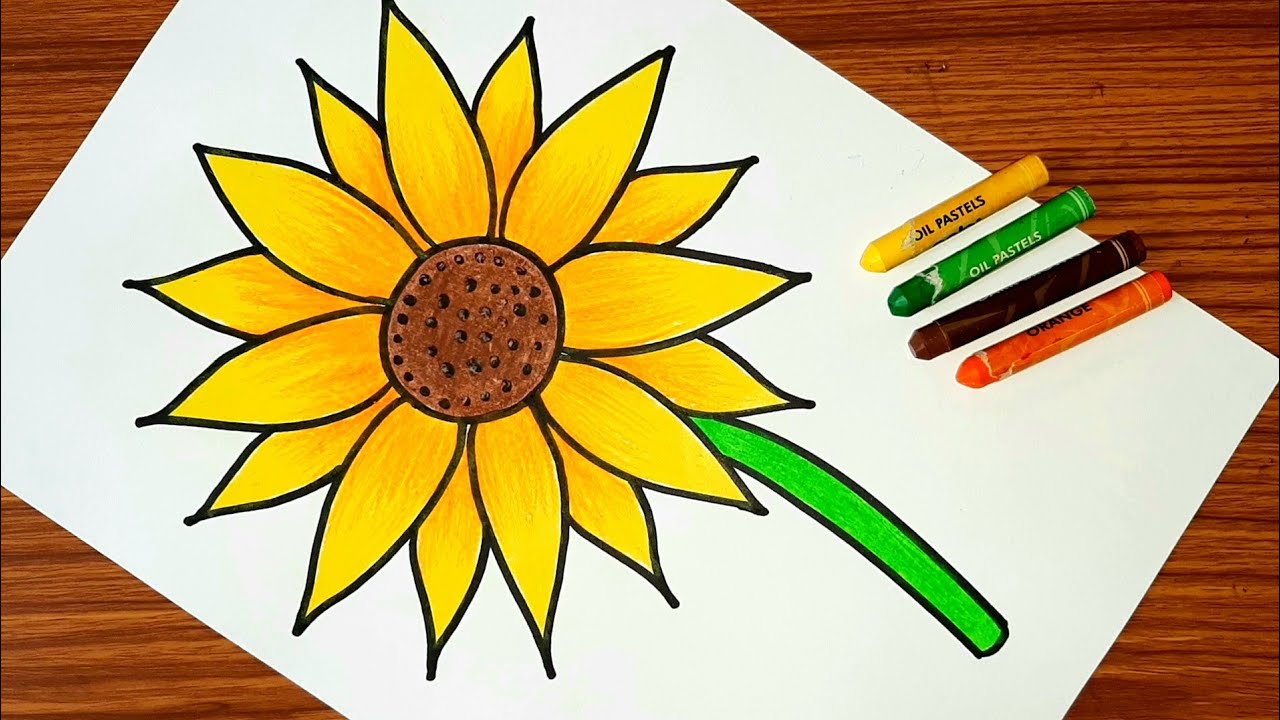 How to Draw a Sunflower? - Step by Step Drawing Guide on Sunflower