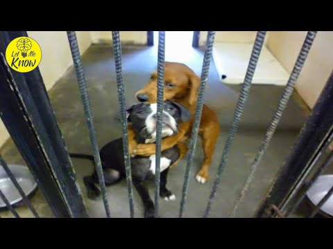 Video: UPDATE: Shelter Pup Hugs Friend And Ends Up Saving their lives