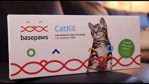 Introducing Basepaws | Cat DNA Testing