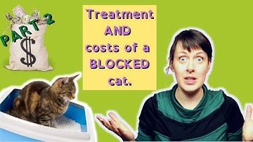 EMERGENCY!! Blocked Cat | My Cat Can