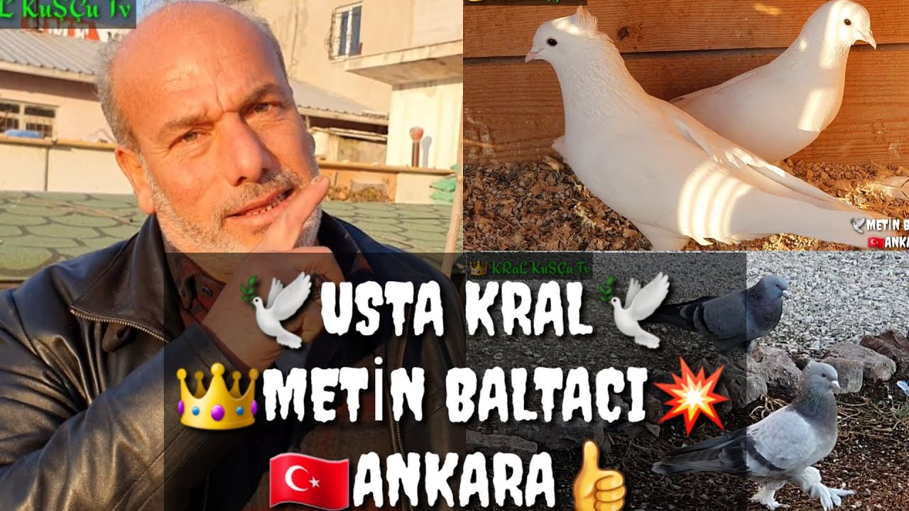 ЛЕГЕНДАРНЫЙ МАСТЕР МЕТИН БАЛТАЧИ ТОП 10 ГОЛУБЕЙ পায়রা ПАЛОМА कबूतर الحمام 鴿子 ハ トKABOOTAR TAUBEN