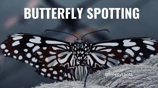 Butterfly spotting