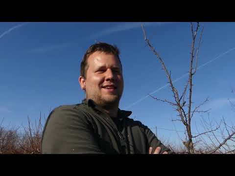 Videó: Fekete Rák Egy Almafán (18 Fotó): Kezelés ősszel és Tavasszal. Mi Van, Ha A Hordó Megfeketedett és Elszenesedett? Ellenálló Fajták. Hogyan Kell Kezelni Az Almafákat Antibiotikumokk