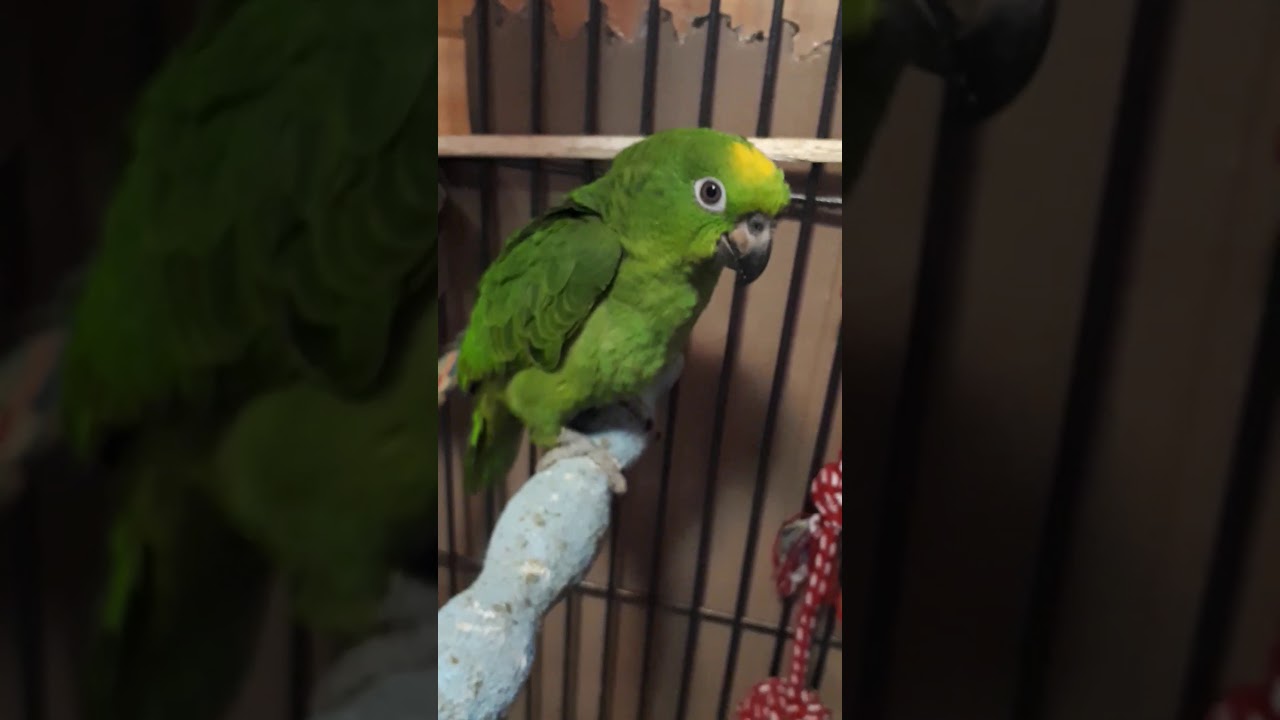 3 month old yellow crowned amazon waving hi 