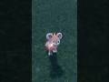 shiny Litleo #pokemon #shinypokemon