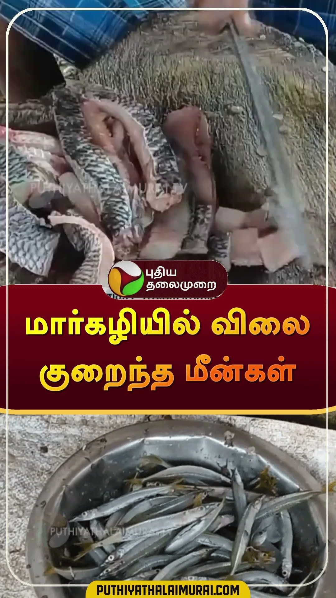 மார்கழியில் விலை  குறைந்த மீன்கள் | #shorts | #fishes | #erode