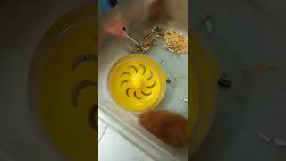 #lifeisbutadream #hamsterkombat