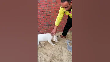 عندي كلب رايحه منه اسمه سيزر اسال عنه 