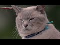 Aizu: Love Your Neighbor - A Cat's-Eye View of Japan