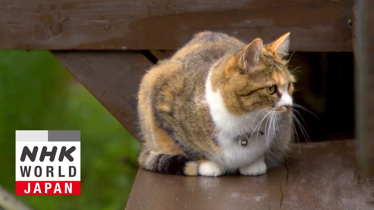 Aizu: Love Your Neighbor - A Cat's-Eye View of Japan