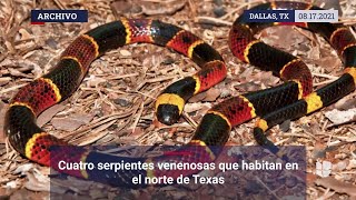 Cuatro serpientes venenosas que habitan en el norte de Texas