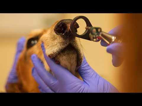 How To Treat Chronic Rhinitis In Dogs