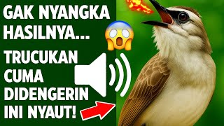 Suara trucukan gacor ropel ngalas buat pancingan trucukan agar bunyi jadikan burung trucuk gacor