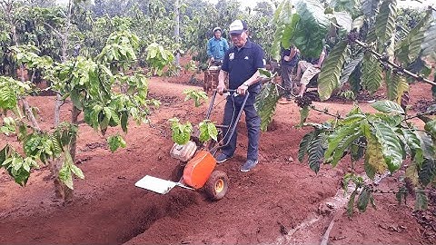 MÁY ĐÀO XỚI PHAY CÀY ĐẤT CHO CÀ PHÊ , HỒ TIÊU , CÂY ĂN TRÁI , BƠ , SẦU RIÊNG , THANH LONG
