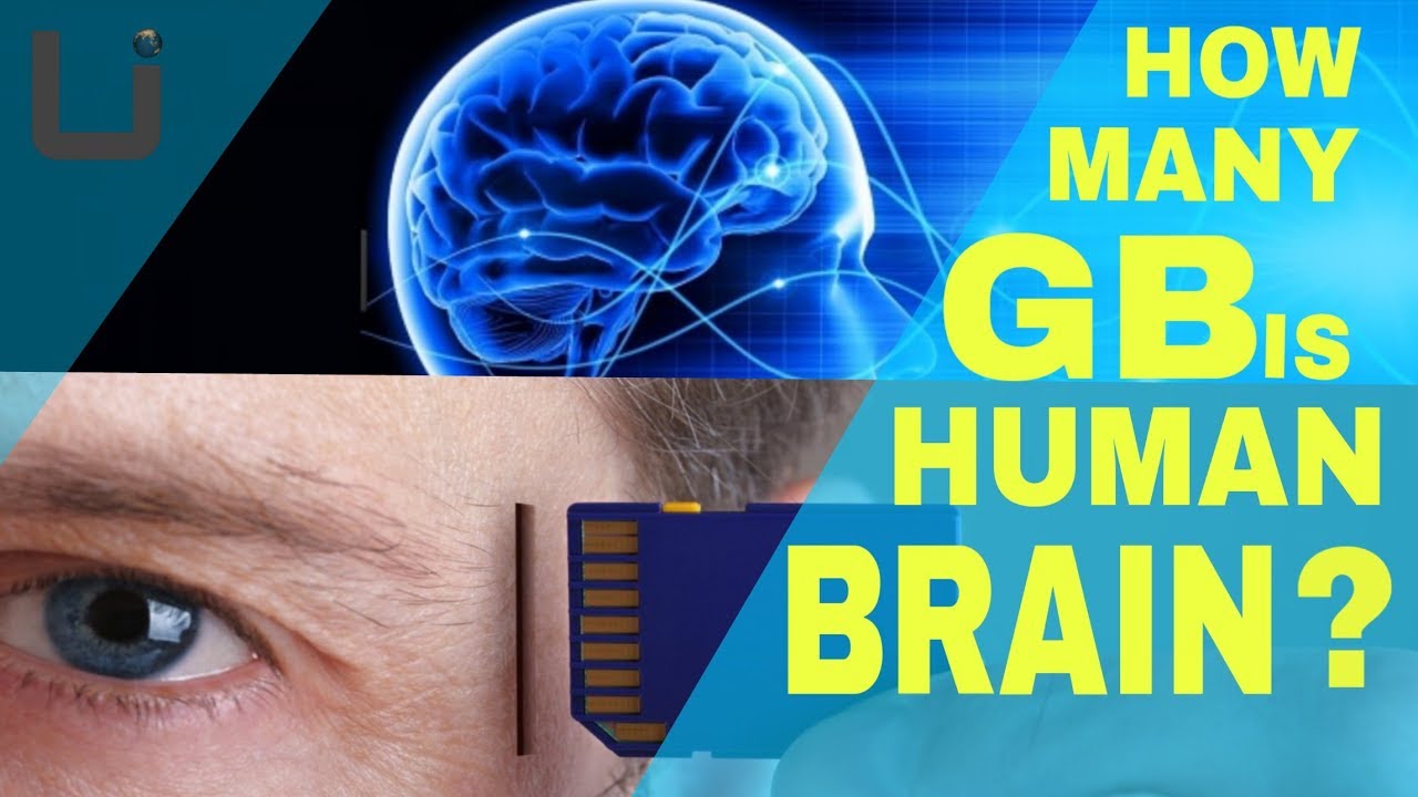 How Many GB Is Human Brain YouTube How Many GB Is Human Brain YouTube