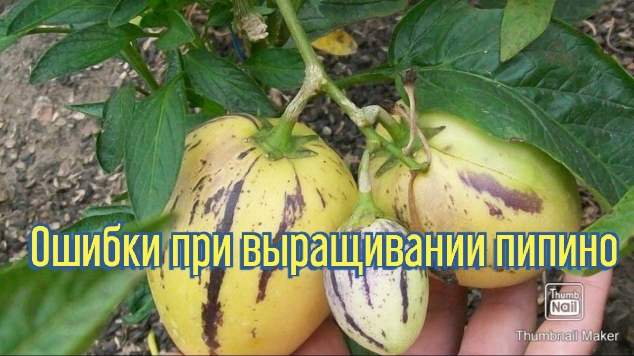 ОШИБКИ ПРИ ВЫРАЩИВАНИИ ПИПИНО|ПОСМОТРИ ЧТО БЫ НЕ ПОВТОРИТЬ!!!