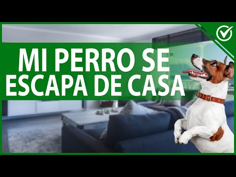 Video: ¿Por qué mi perro siempre intenta huir de casa?