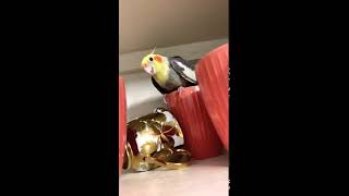 Cockatiel hides in Kitchen Cabinet😂