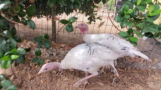 Feeding Royal Palm Turkeys