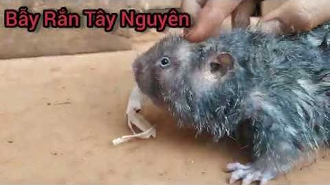 33 - Dúi Rừng 0,7kg- Đi đào dúi rừng - cách nhận biết hang dúi -và cách đào hang dúi đơn giản nhất