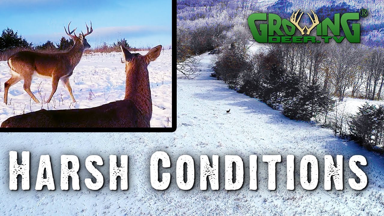 How Deer Survived After the Recent, Unusual Cold and Snow | Feb. 2021  (608)