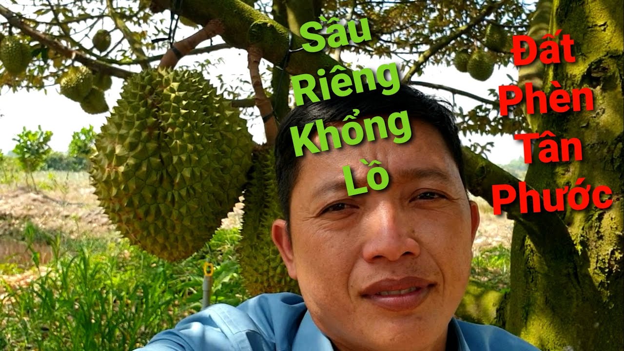 Tham Quan Mô Hình Trồng Sầu Riêng Trên Vùng Đất Phèn Tân Phước ( Xoài Cai Lậy )