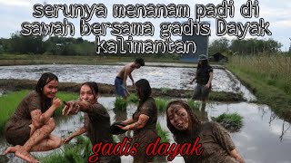 KESERUAN GADIS DAYAK || MENANAM PADI DAN BERMAIN DI SAWAH BERSAMA GADIS DAYAK.