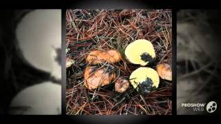 Suillus quiescens - fungi kingdom