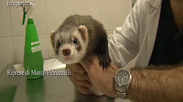 Quanto costa un furetto?