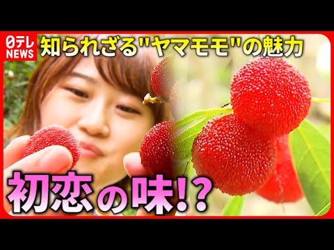 本日朝収穫岡山県産ヤマモモ(山桃)特玉２キロとおまけ付き ヤマモモ】