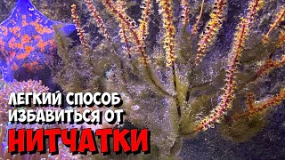 видео: Средство против бриопсиса и нитчатых водорослей в морском аквариуме картинка: Средство против бриопсиса и нитчатых водорослей в морском аквариуме