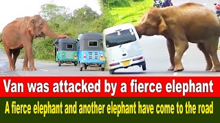 A fierce elephant and another elephant have come to the road ..A fierce elephant attacks the van by BLACK ELEPHANT 1,560 views 3 weeks ago 8 minutes, 31 seconds
