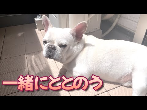 暑くてもベランダでととのうおじさん仲間【フレンチブルドッグ frenchbulldog】