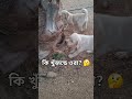 কিউট ছানাগুলোর দুষ্টুমি আর খেলাধুলা! ❤️🐾#puppyfamilybangla #shorts #dogvideos
