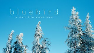 Bluebird: A short film about riding good snow | Winter in Lake Tahoe - Shot on Sony a7cii