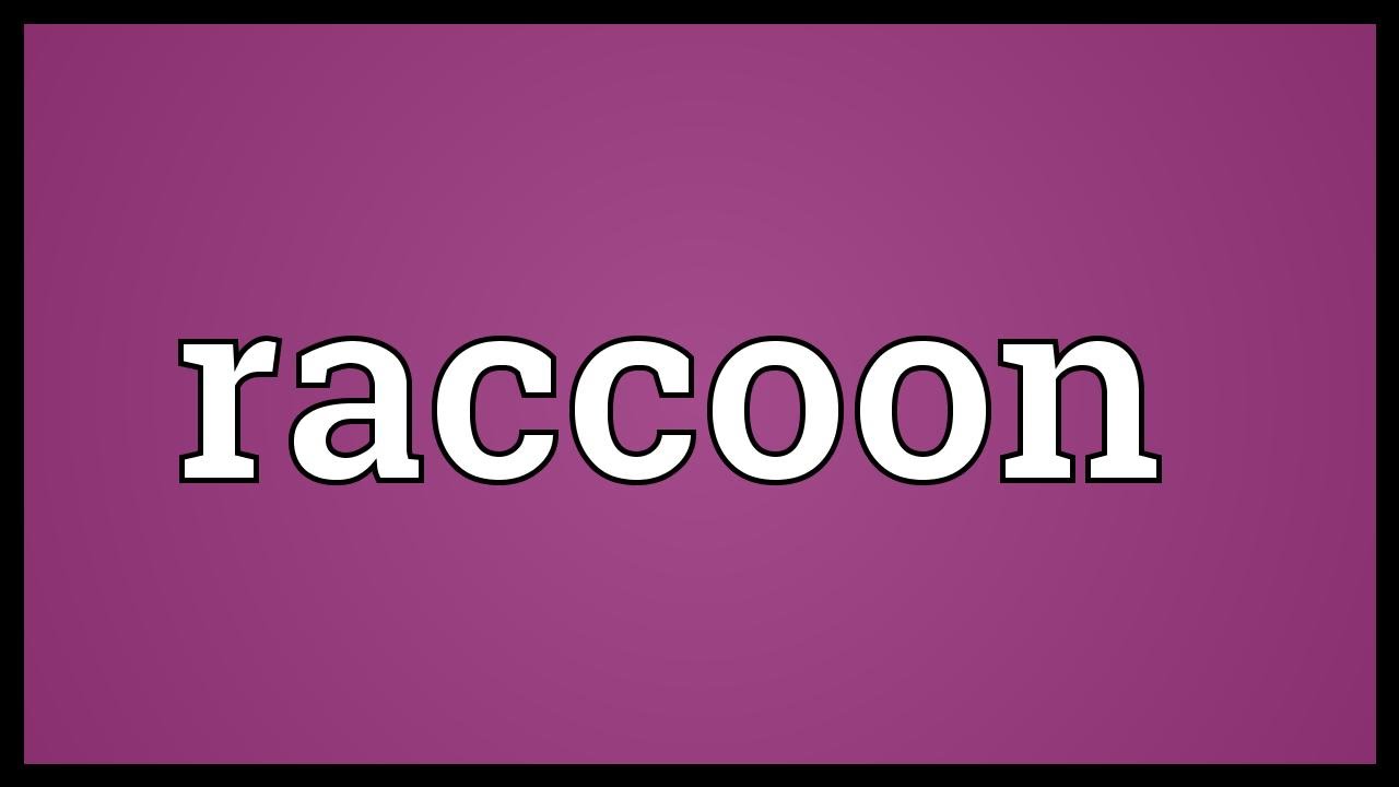 Raccoon Meaning YouTube raccoon-meaning-youtube