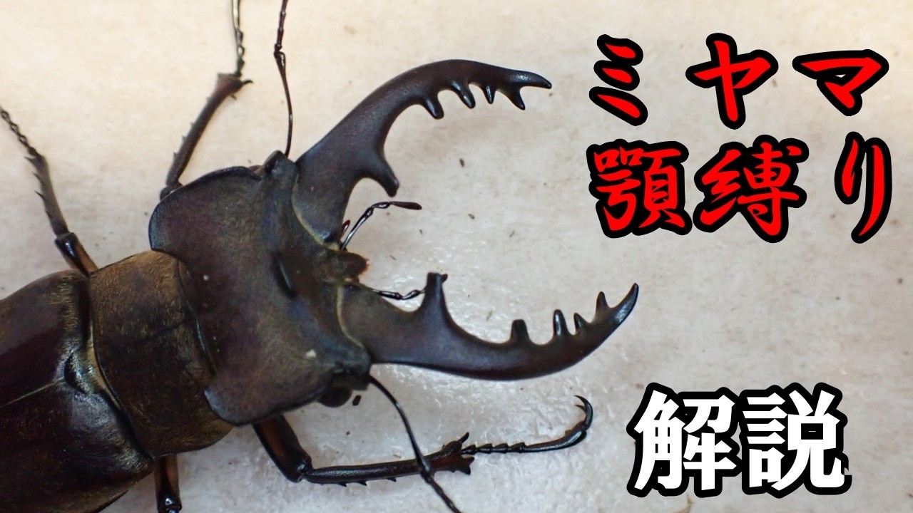 【顎縛り解説】ミヤマクワガタ