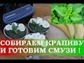 ШОУ СЫРОЕДОВ / Как собирать крапиву+Рецепт Смузи из Крапивы и Банана