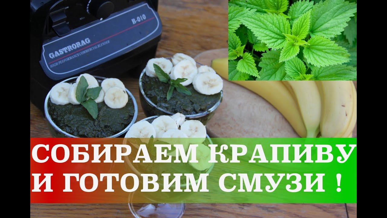 Когда собирать крапиву Когда собирать крапиву
