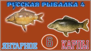 РР4 ЯНТАРНОЕ КАРПЫ Ч.6 / РУССКАЯ РЫБАЛКА 4 КАРПЫ Ч.6 / RUSSIAN FISHING 4 AMBER LAKE CARP PT.6