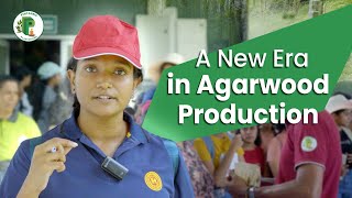 A New Era in Agarwood Production